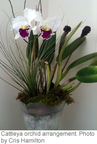 Cattleya orchid arrangement