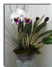 Staged Orchid