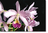 Hamilton Orchids San Francisco Bay Area