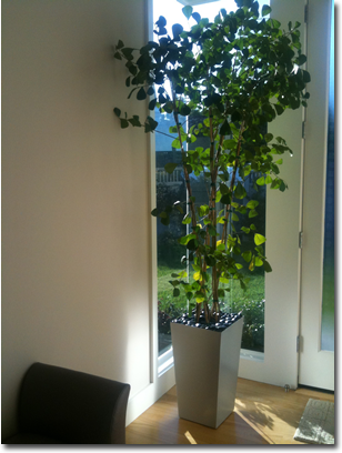 Ficus Triangularis