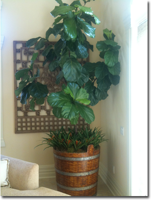 Fiddle Leaf Fig