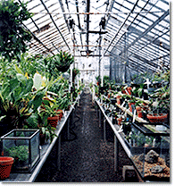 Orchid Greenhouse