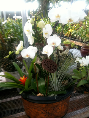 medium orchid arrangement